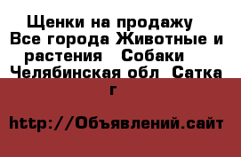 Щенки на продажу - Все города Животные и растения » Собаки   . Челябинская обл.,Сатка г.